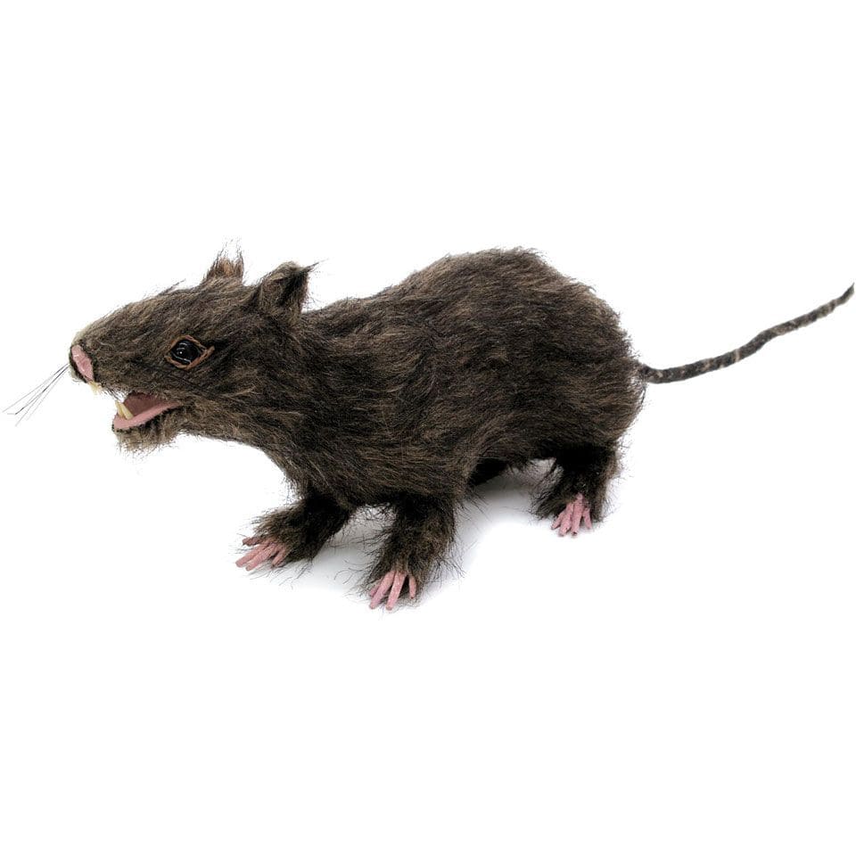  Rat